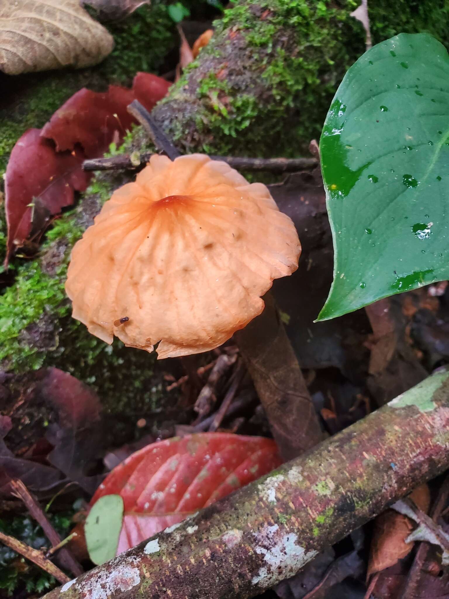 Image of Marasmius berteroi (Lév.) Murrill 1915