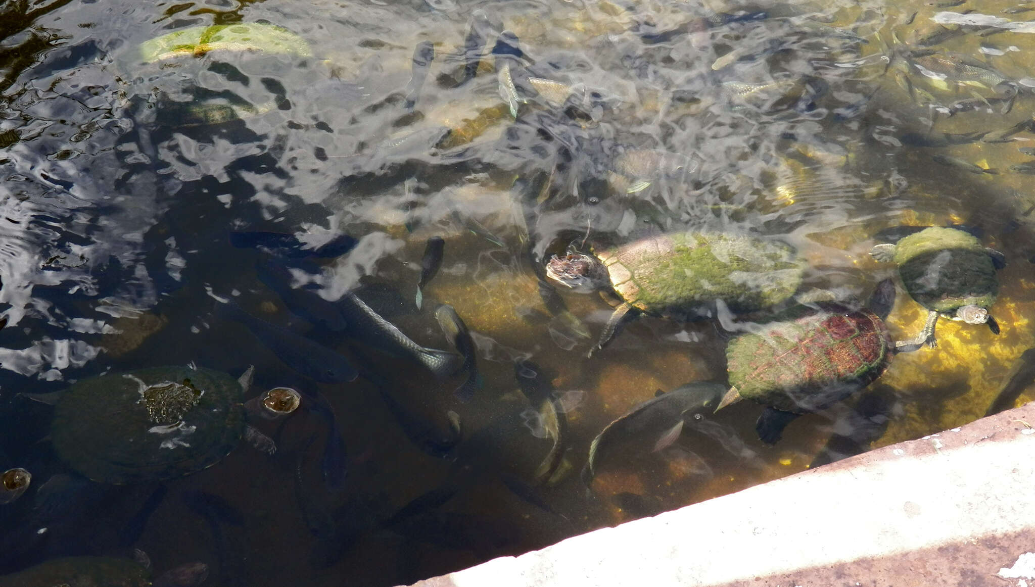 Image of Cat Island Freshwater Turtle