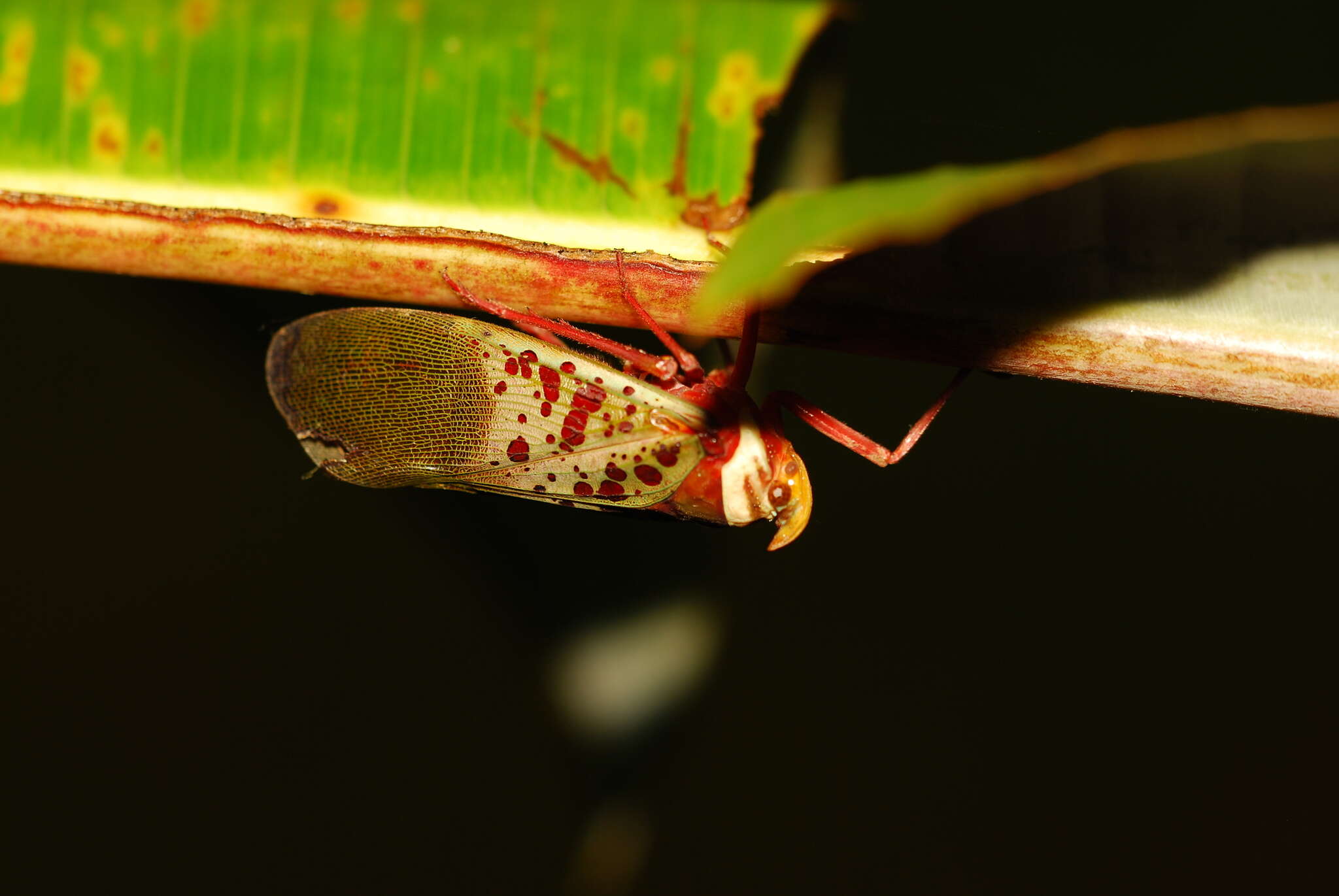 Image of Copidocephala guttata (White 1846)