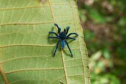 Image of Caribena laeta (C. L. Koch 1842)