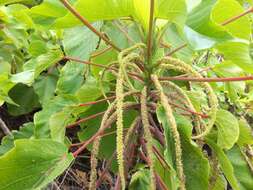 Image de Acalypha grandibracteata Merr.