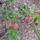 Image of Acalypha glandulifolia Buchinger & Meisn. ex C. Krauss