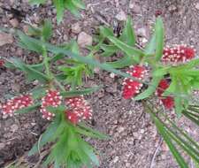 Imagem de Acalypha glandulifolia Buchinger & Meisn. ex C. Krauss