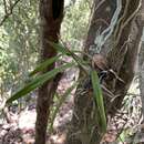 Plancia ëd Psychilis kraenzlinii (Bello) Sauleda