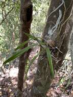Image of Kraenzlin's Epidendrum