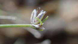 Image of Coastal-Plain Spike-Rush