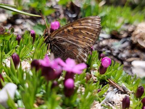 Plancia ëd <i>Boloria natazhati</i>