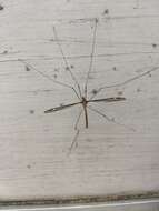 Image of Tipula (Yamatotipula) caloptera Loew 1863