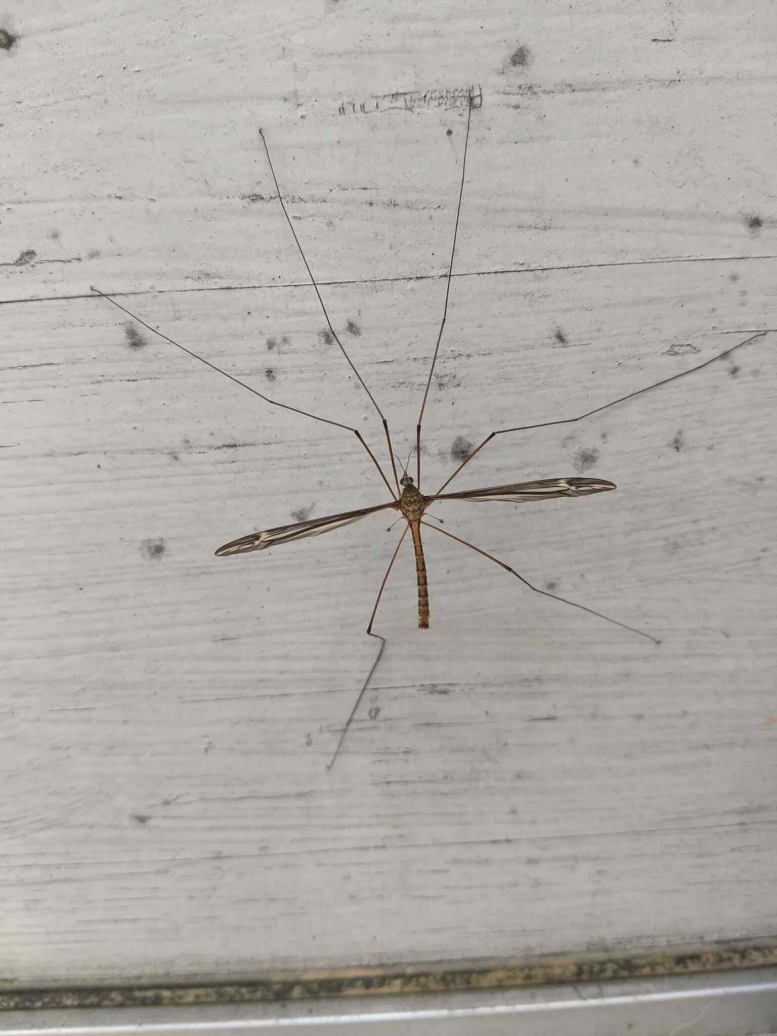 Image of Tipula (Yamatotipula) caloptera Loew 1863