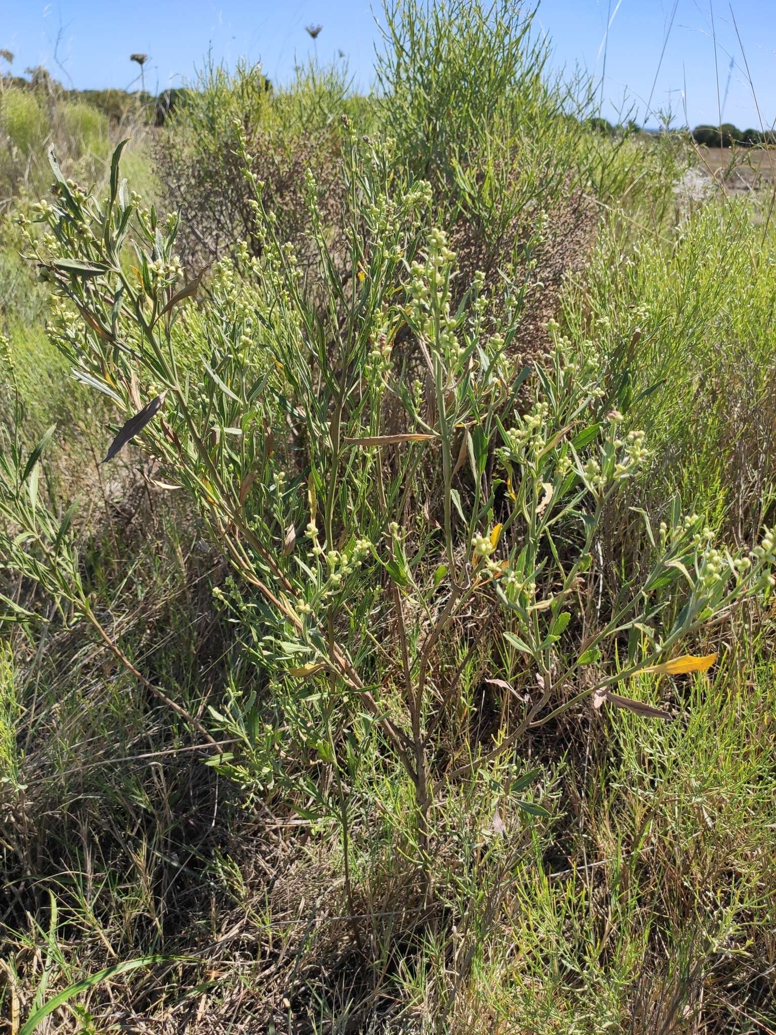 Image of Baccharis spicata (Lam.) Baill.