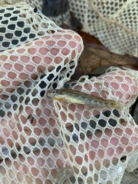 Image de Etheostoma burri Ceas & Page 1997