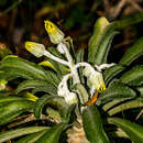 Image of Caputia oribiensis (van Jaarsv.) J. C. Manning