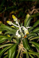Image of Caputia oribiensis (van Jaarsv.) J. C. Manning