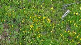 Image of Oxalis namaquana Sond.