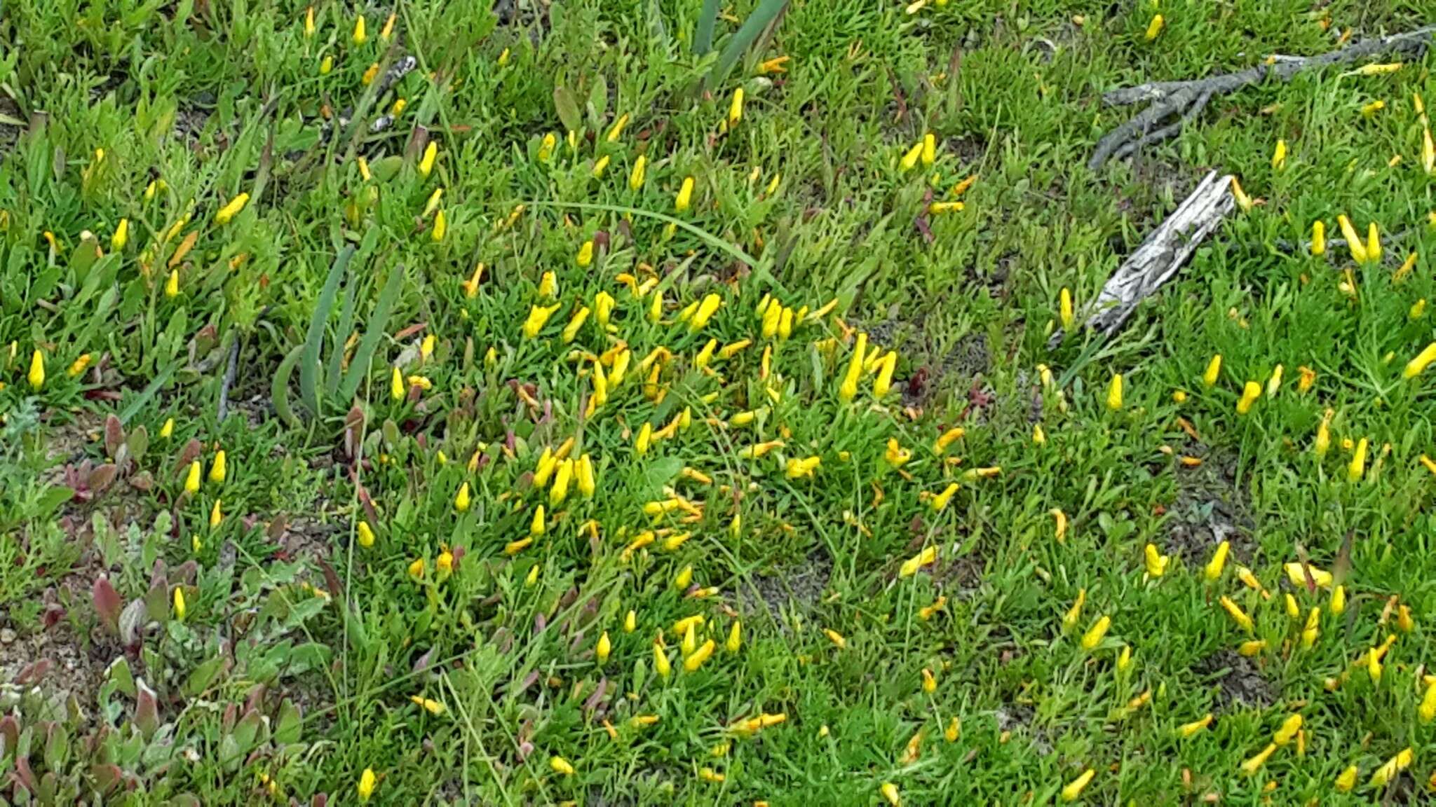 Image of Oxalis namaquana Sond.