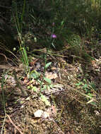 Image of Italian plumeless thistle