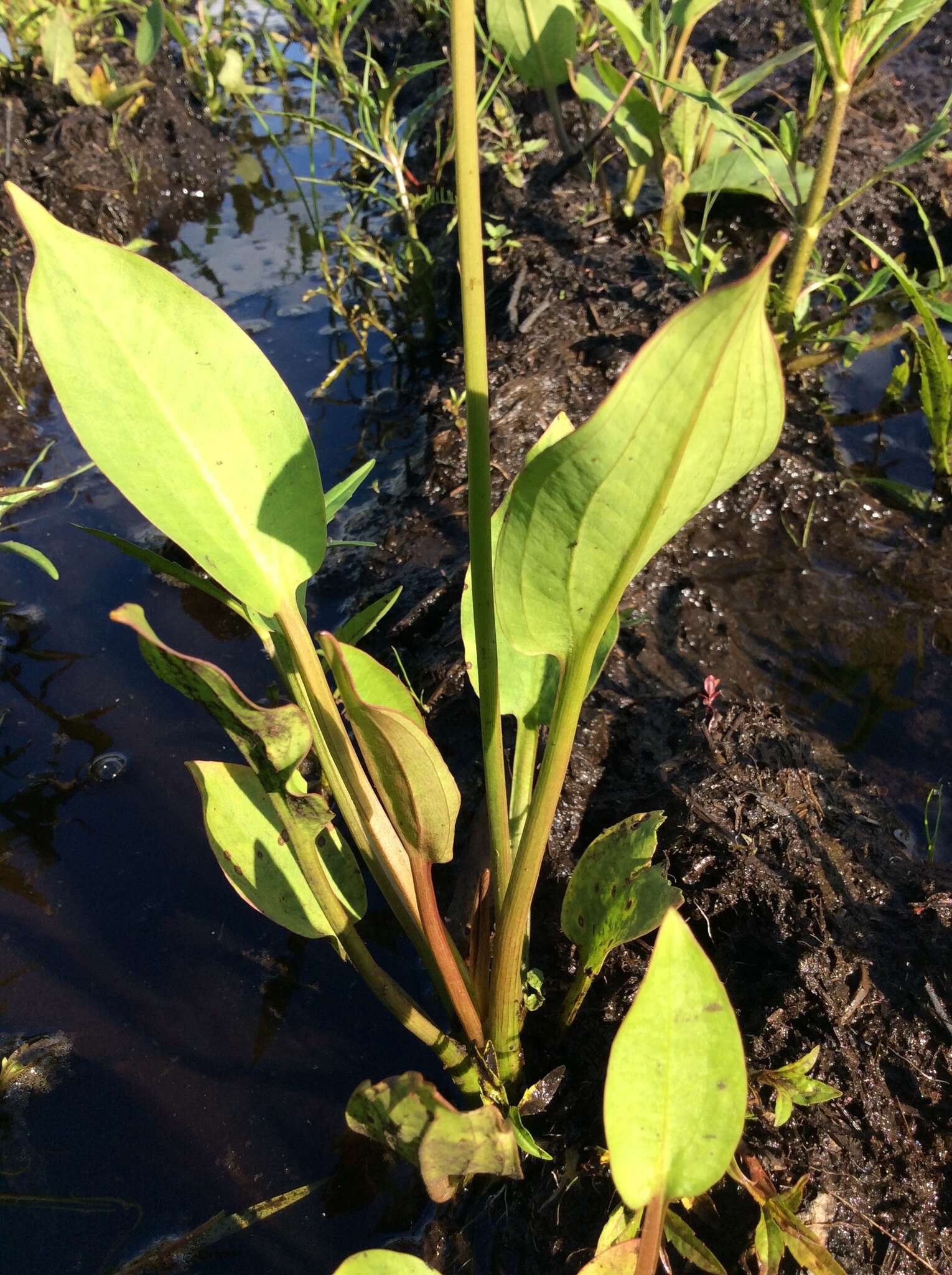 Image of Common Water-plantain