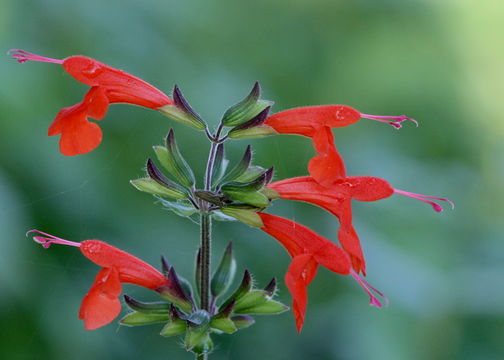 Image of Red sage