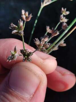 Image of Juncus microcephalus Kunth