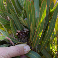 Imagem de Protea burchellii Stapf