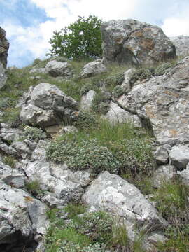 Image of Potentilla oweriniana Rupr. ex Boiss.