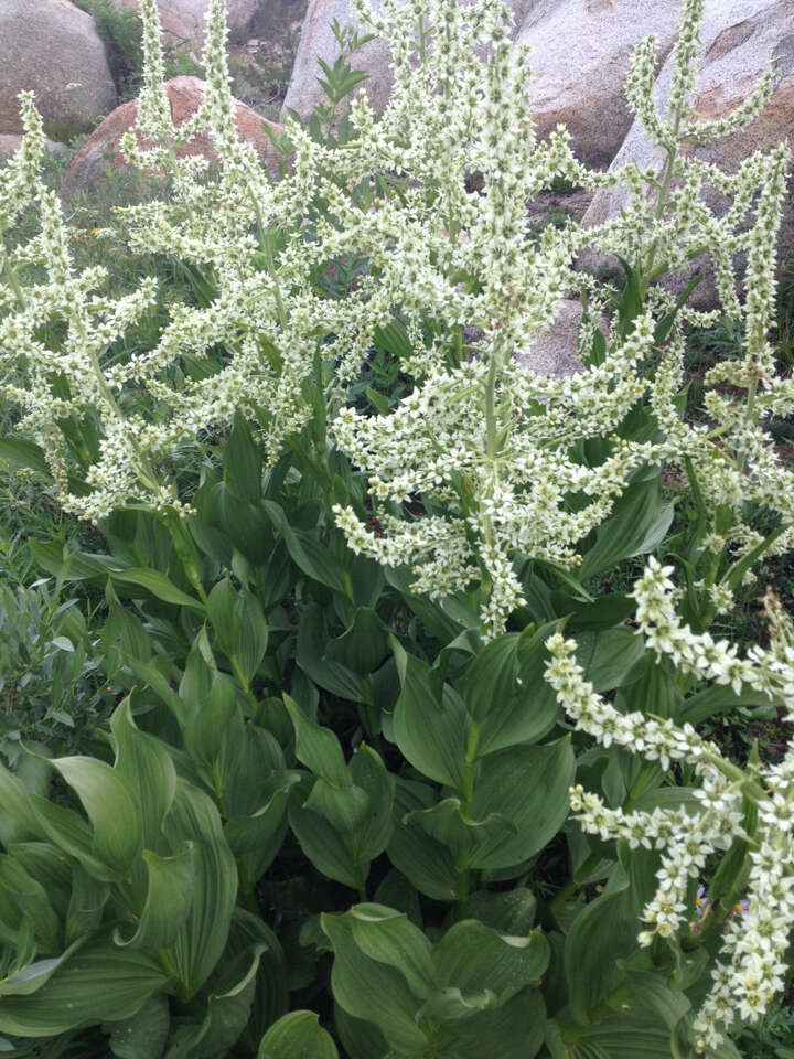 Image of California false hellebore