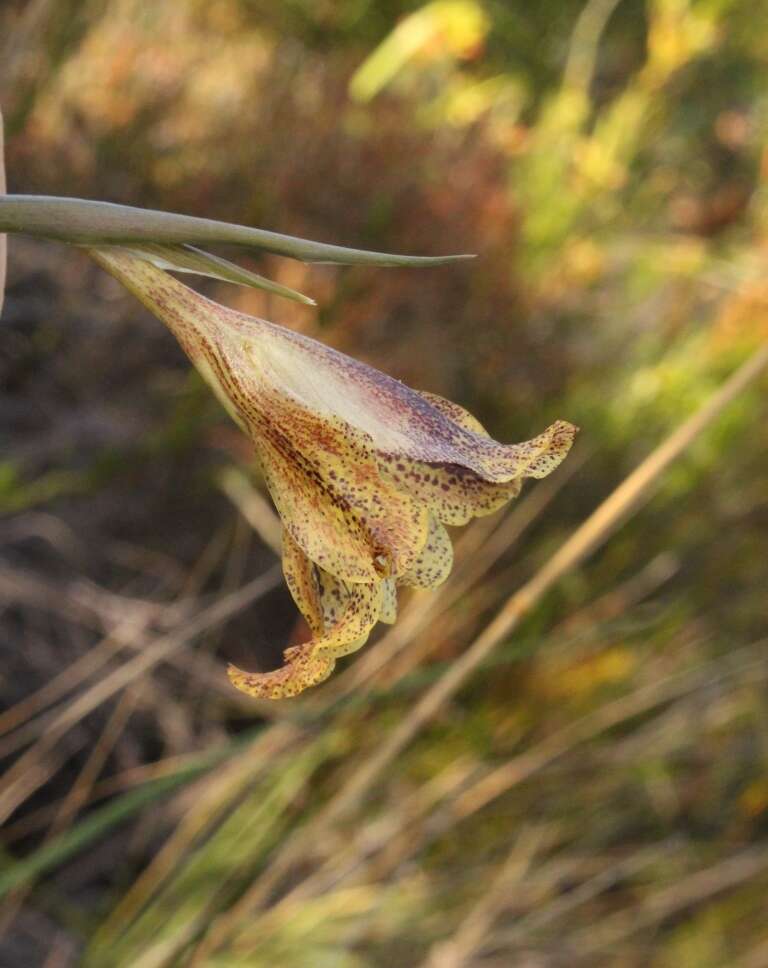 Imagem de Gladiolus maculatus Sweet