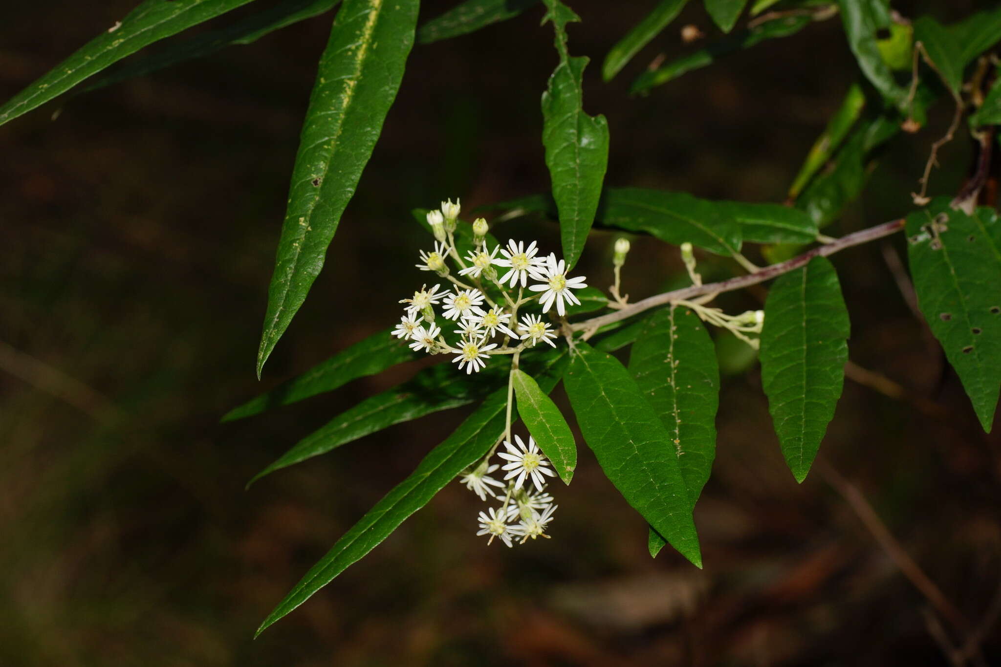 Image of Olearia lyrata (Sims) Hutch.