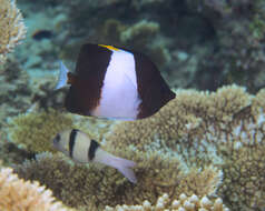 Image of Black Pyramid Butterflyfish