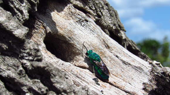 Image of <i>Chrysis smaragdula</i> Lepeletier & Serville 1825