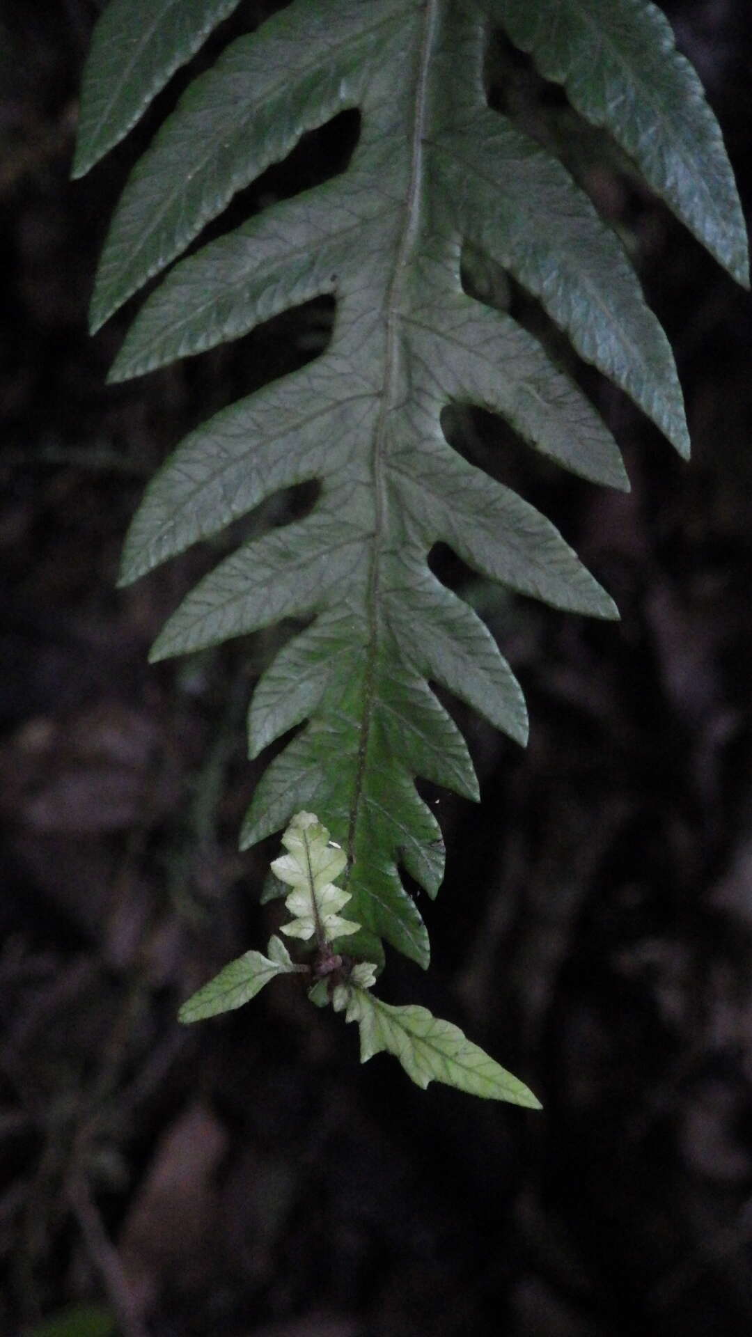 Image of Goniopteris alata (L.) Ching