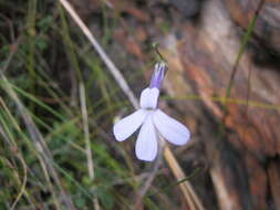 Image of Lobelia dichroma Schltr.