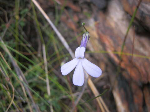 Image of Lobelia dichroma Schltr.