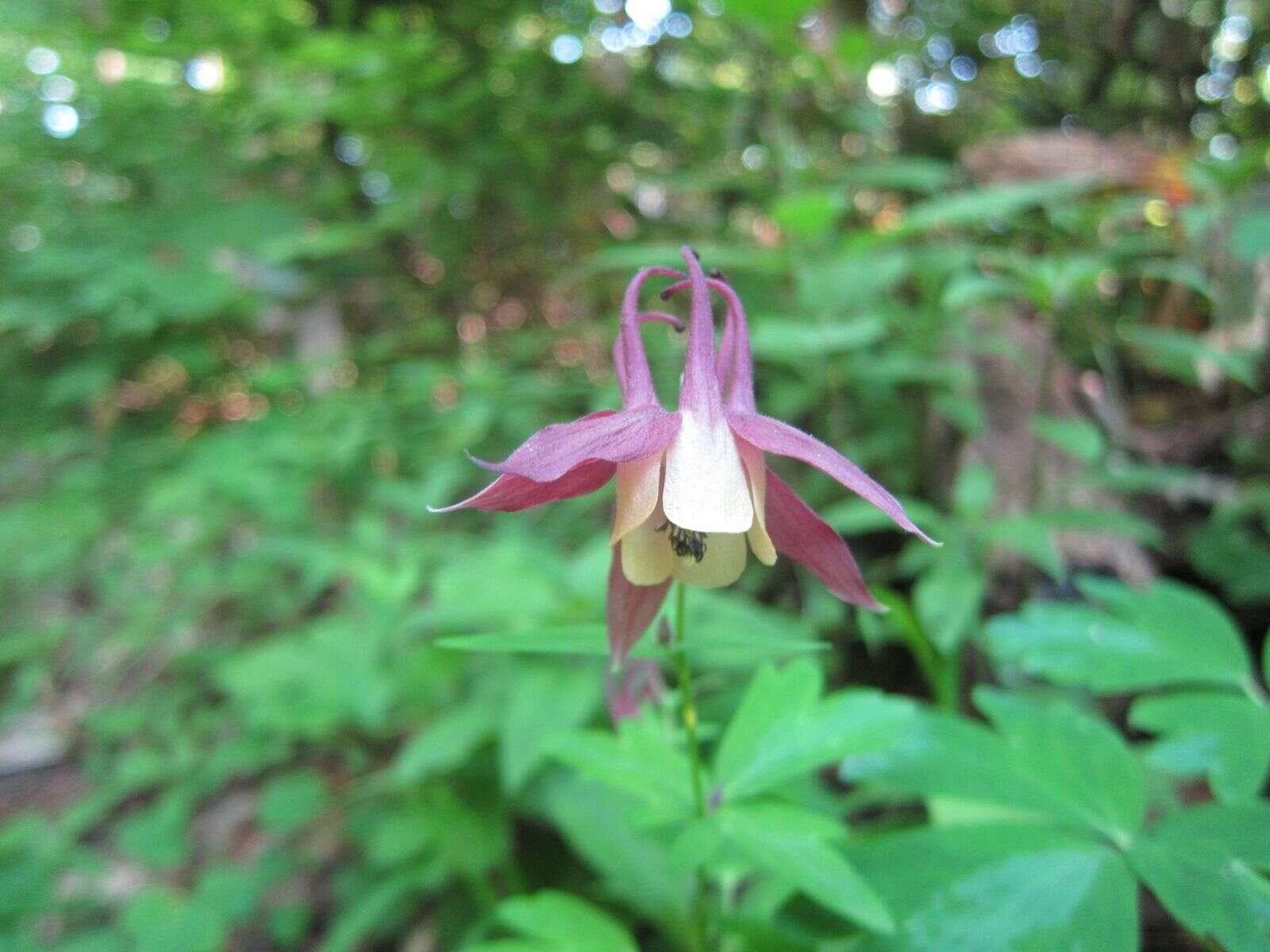 Image of Aquilegia buergeriana Sieb. & Zucc.