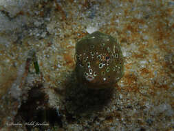 Image of Buffalo Trunkfish