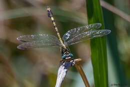 صورة Paragomphus cognatus (Rambur 1842)