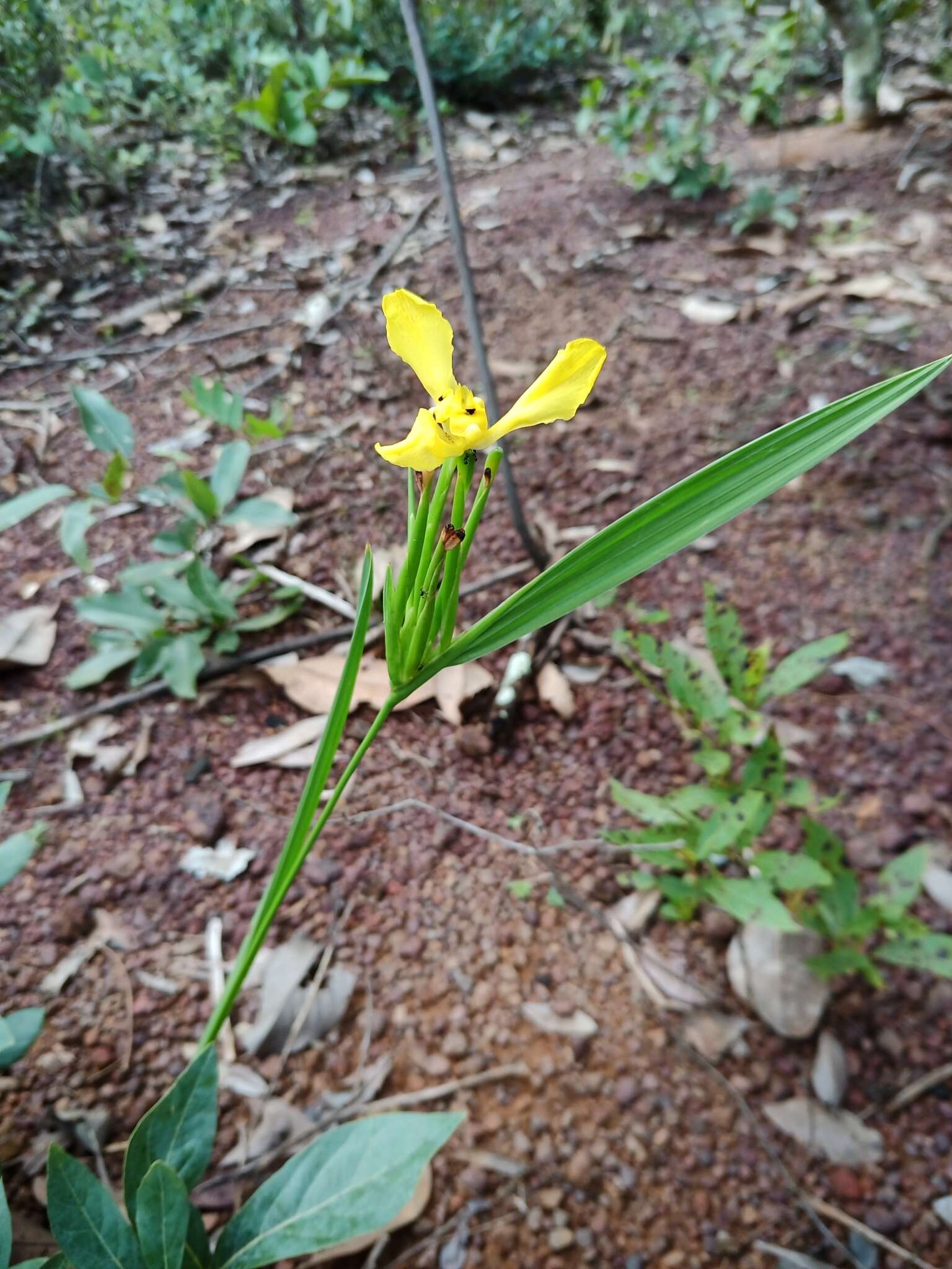 Imagem de Cipura xanthomelas Maxim. ex Klatt