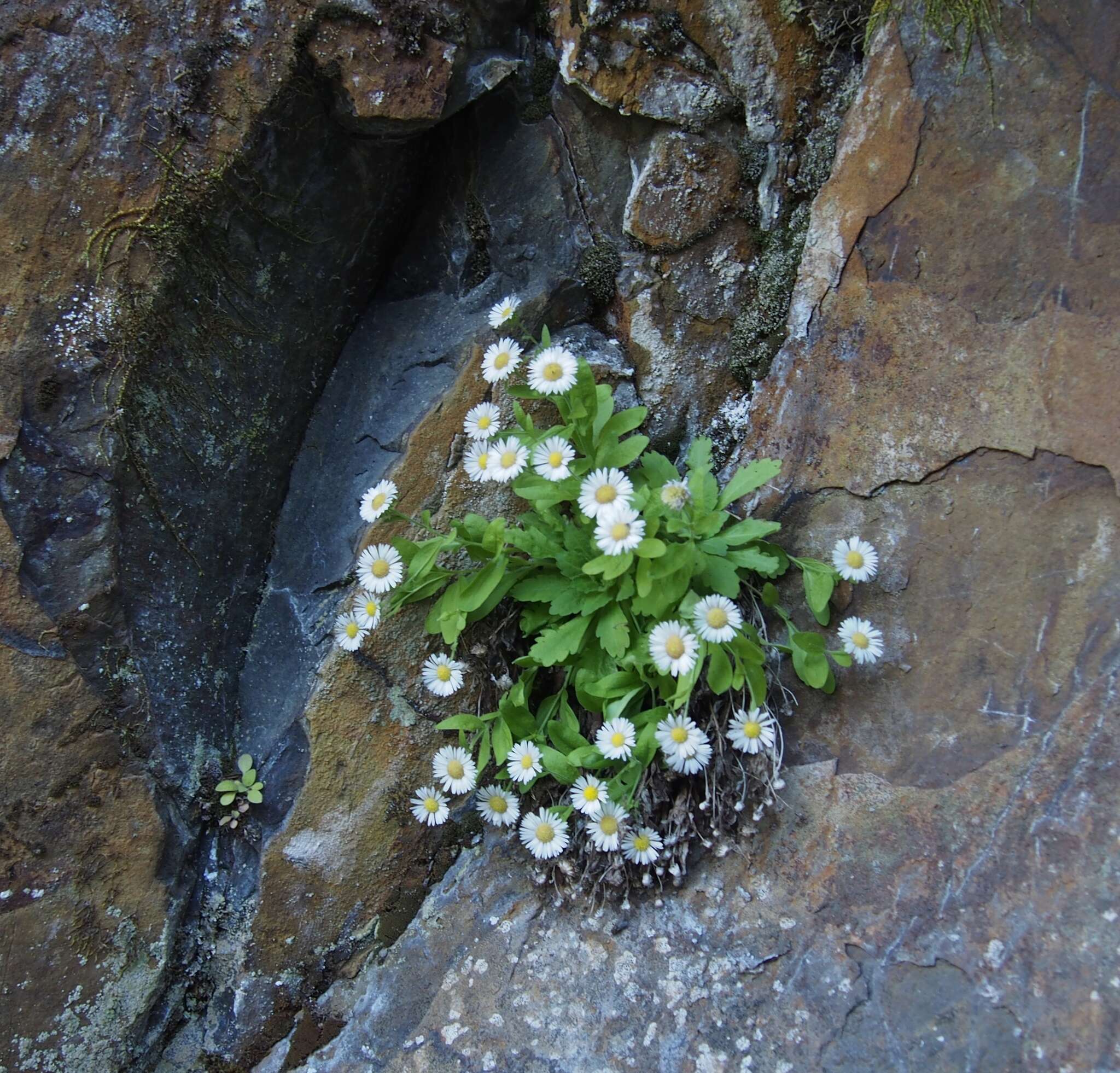 Image of gorge fleabane