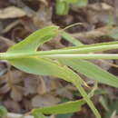 Trifolium longipes subsp. elmeri (Greene) J. M. Gillett resmi