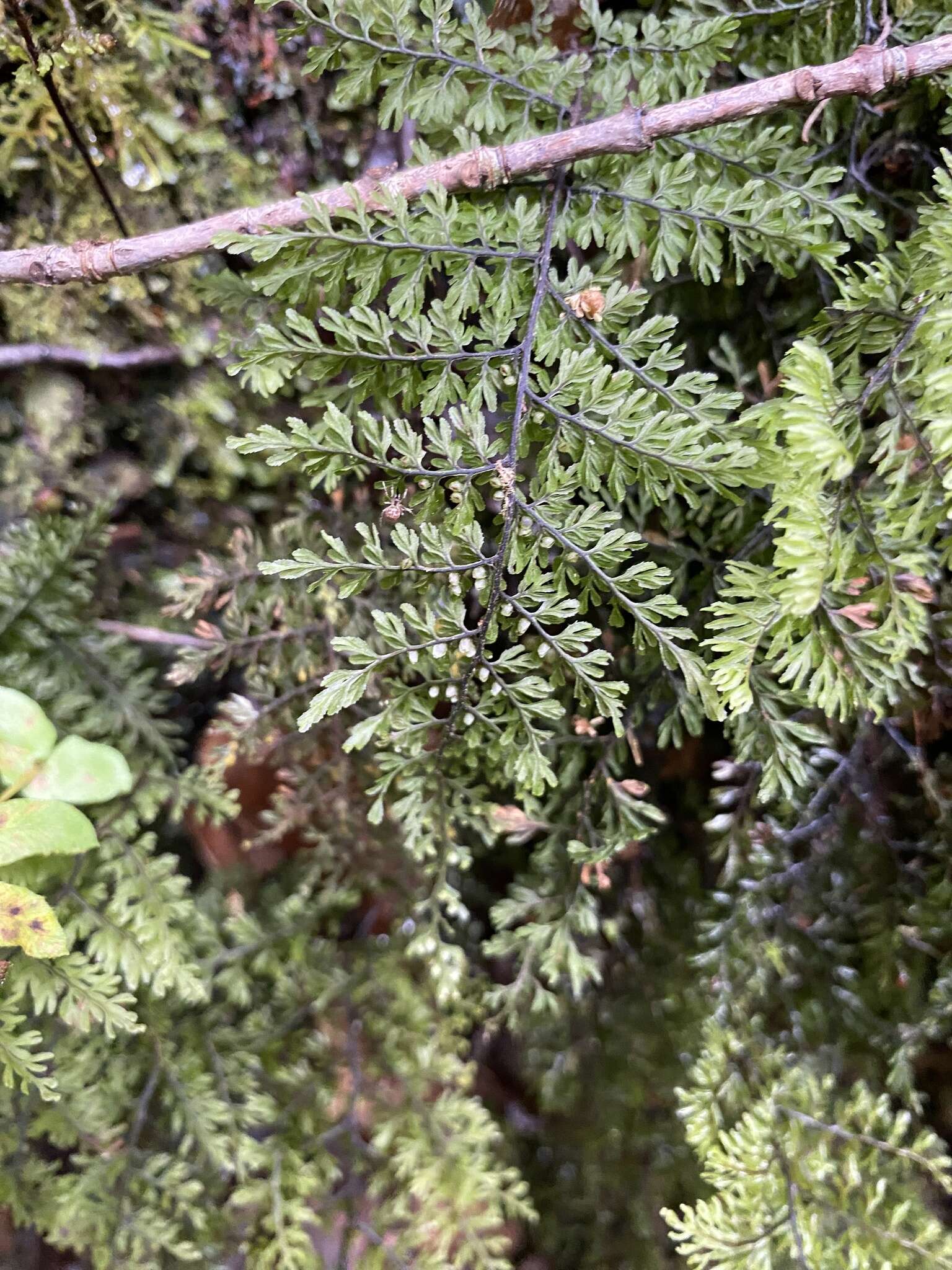 Imagem de Hymenophyllum dentatum Cav.