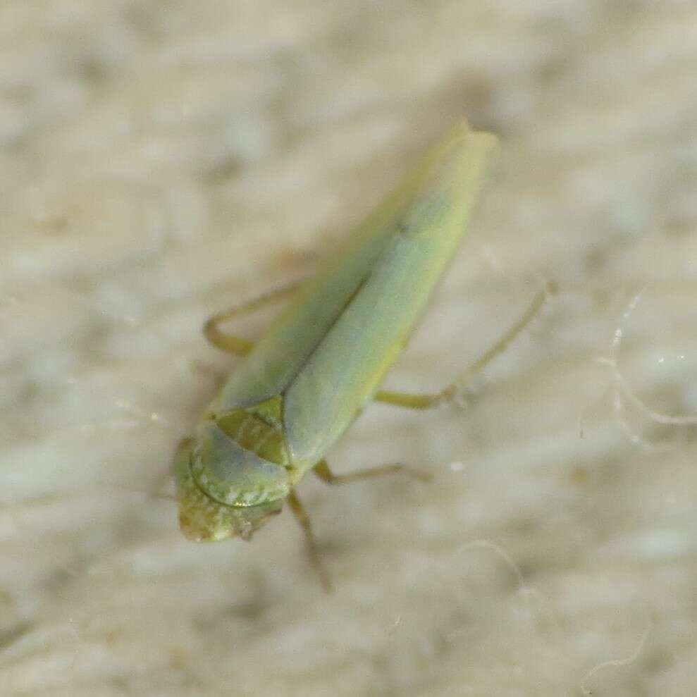 Image of Leafhopper