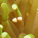 Image of Hamopontonia fungicola Marin 2012