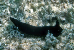 Imagem de Gymnodoris nigricolor Baba 1960