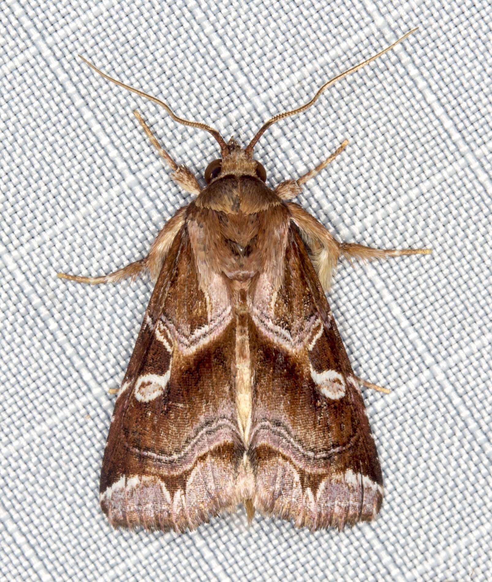 Image of Callopistria ferruginea Hampson 1908