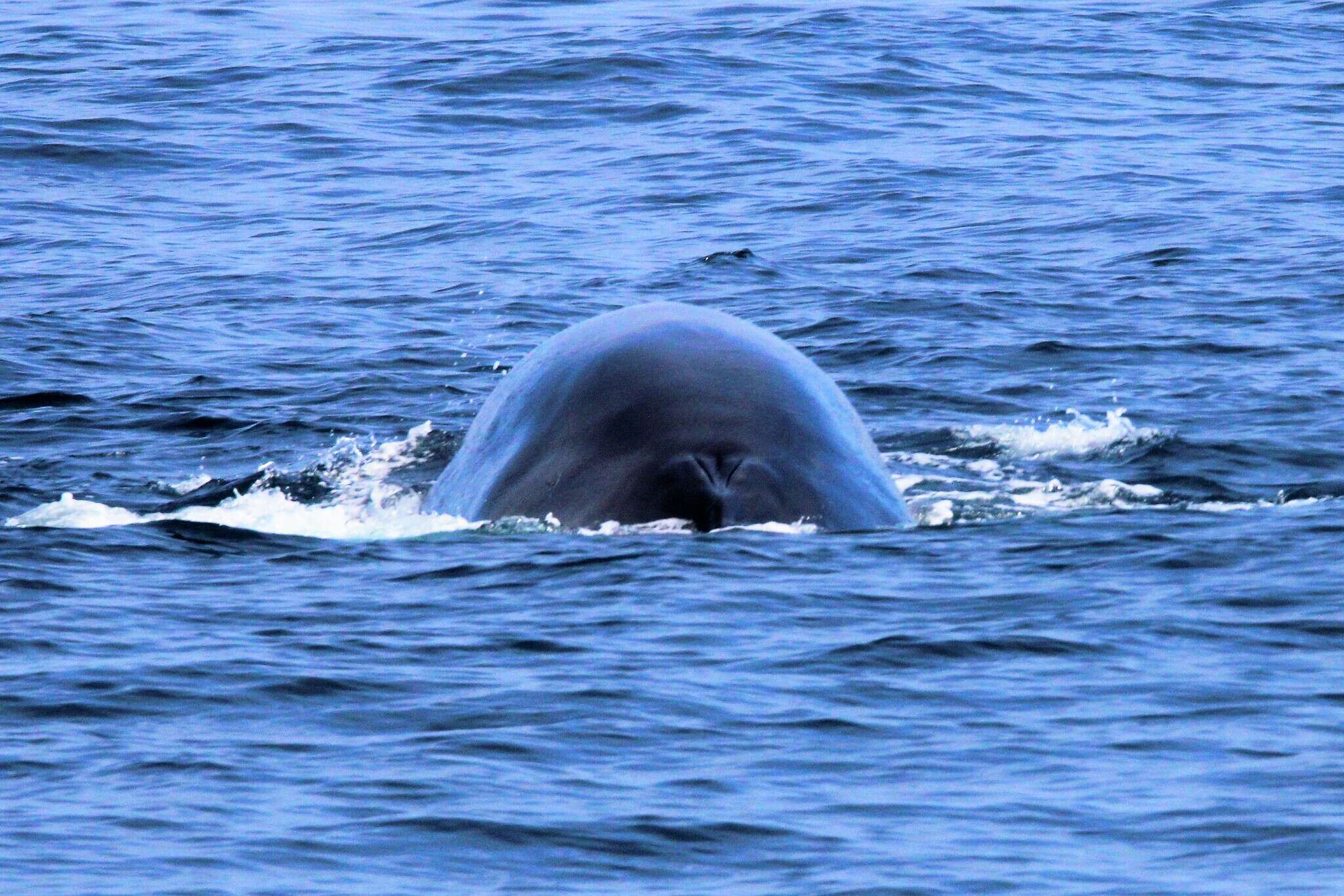 Image of minke whale