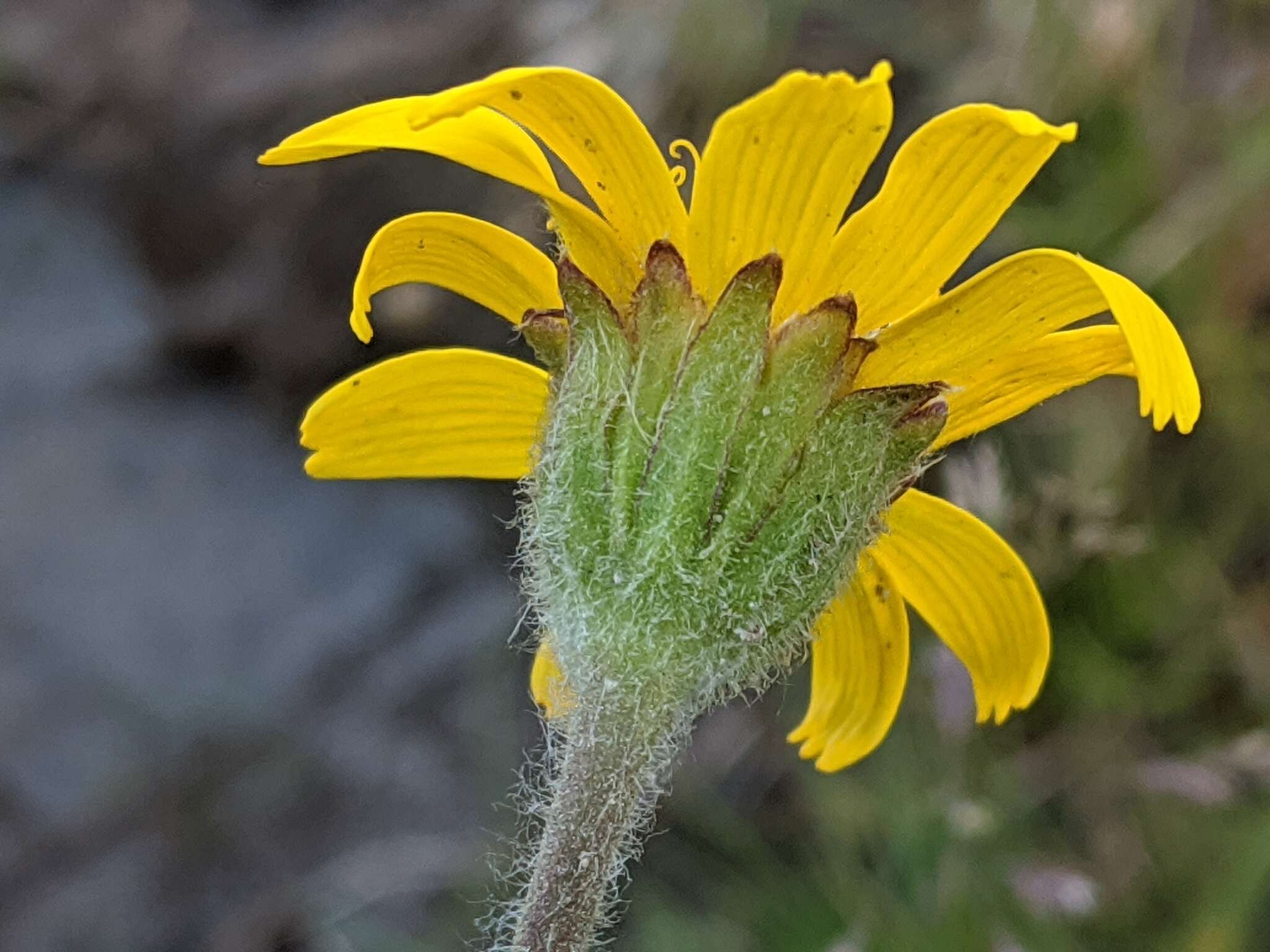 Слика од Arnica parryi A. Gray