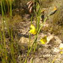 Image of Lebeckia pauciflora Eckl. & Zeyh.