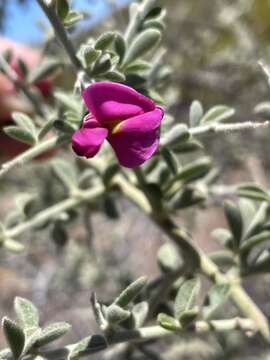 Plancia ëd Pickeringia montana var. tomentosa (Greene) I. M. Johnst.