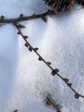 Image of Japanese Larch