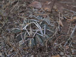 Image of Stenocactus coptonogonus (Lem.) A. Berger